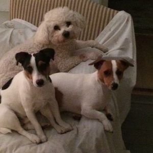 Meet your Posher, Don